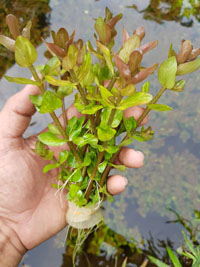 Bacopa caroliniana